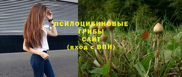 шишки Осинники